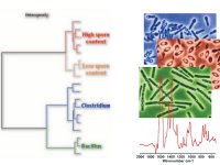 Identification of Microorganisms